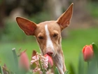 Pies, Rudy, Tulipany