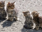 Cztery, Młode, Koty, Maine coon