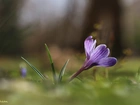 Fioletowy, Krokus, Kwiat, Wiosna