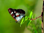 Motyl, Gałązka, Makro