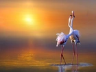 Wschód, Słońca, Flamingi
