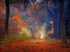 las, Droga, Liście, Kolorowe, Drzewa, Jesień