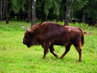 Białowieski, Park, Narodowy, Żubr