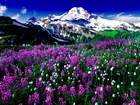 Góry, Purpurowo, Białe, Kwiaty