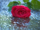 Czerwona, Róża, Woda, Odbicie