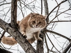 Kot, Drzewo, Konary