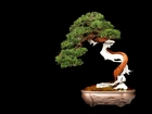 Drzewko, Bonsai, Czarne, Tło