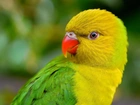 Zielona, Papuga, Nierozłączka