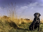 Labrador Retriever, Trawa