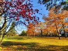 Jesień, Park, Drzewa