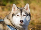 Siberian Husky, Głowa