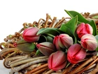 Kwiaty, Bukiet, Tulipany, Wiklina