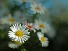Astry, Białe, Kwiaty