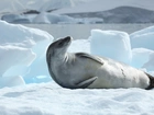 Foka, Lód, Antarktyda