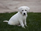 Szczeniak, Labrador Retriever, Trawa