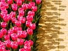 Różowe, Tulipany, Cienie