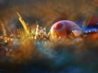 Muszelka, Kolory, Makro, Bokeh