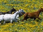 Konie, Łąka, Żółte, Kwiaty