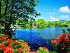 Jezioro, Kwitnące, Rododendrony