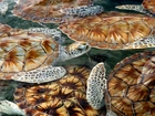Żółwie Morskie