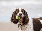 Cocer Spaniel, Piłeczka, Piłka