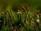 Cladonia, Porost, Zieleń, Makro