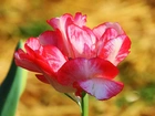 Kolorowy, Tulipan