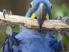 Niebieska, Papuga, Oczy, Dziób, Gałąź, Szpony
