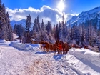 Góry, Zima, Konie, Zaprzęg, Tatry, Polska