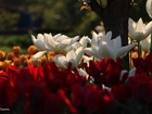 Białe, Tulipany, Drzewo