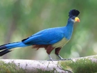 Ptak, Turaco