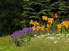 Żółte, Lilie, Fioletowe, Kwiaty