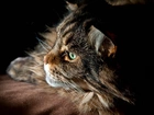 Kot, Maine coon, Zielone, Oczy