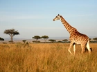 Żyrafa, Sawanna, Afryka