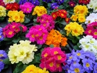 Kolorowe, Kwiaty, Prymule
