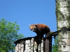 Czerwona, Panda, Zoo