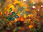 Zielone, Liście, Bokeh