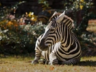 Odpoczywająca, Zebra