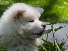 Pies, Akita, Inu,  Roślinność