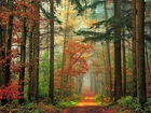 Las, Droga, Przebijające, Światło, Liście, Jesień