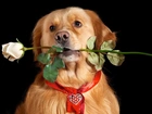 Pies, Biała, Róża, Serduszko, Walentynki