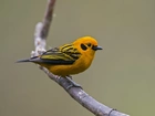 Tanager, Zloty