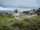 Basset, Hound, Kamienie, Trawa