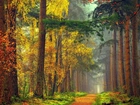 Las, Droga, Mgła, Przebijające, Światło, Jesień