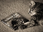 Książka, Kot, Śpiący, Czarno-białe