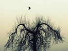 Drzewo, Ptak