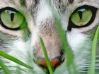 Kot, Maine coon, Zbliżenie, Zielone, Oczy