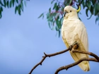 Papuga, Kakadu