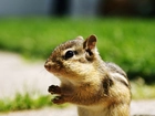 Mała, Wiewiórka, Chipmunk