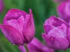 Tulipany, Krople, Rosy
